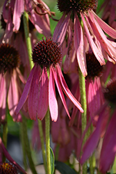 Rocket Man Coneflower (Echinacea 'Rocket Man') at Lakeshore Garden Centres
