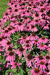 Butterfly Purple Emperor Coneflower (Echinacea 'Purple Emperor') at Peter Knippel Garden Centre