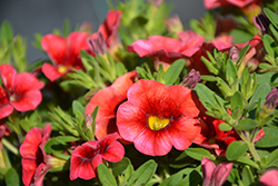 Dream Kisses Orange Sunset Calibrachoa (Calibrachoa 'Wescaosu') at Lakeshore Garden Centres