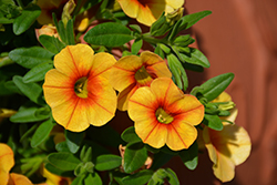Calitastic Mango Calibrachoa (Calibrachoa 'Wescacalisman') at Lakeshore Garden Centres