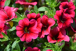 Calitastic Plumberry Punch Calibrachoa (Calibrachoa 'Calitastic Plumberry Punch') at Lakeshore Garden Centres