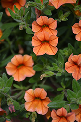 Caloha Shiny Orange Calibrachoa (Calibrachoa 'Caloha Shiny Orange') at Lakeshore Garden Centres