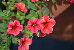 Caloha Pink Orange Star Calibrachoa (Calibrachoa 'Caloha Pink Orange Star') at Lakeshore Garden Centres
