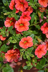 Caloha Orange Calibrachoa (Calibrachoa 'Caloha Orange') at Lakeshore Garden Centres