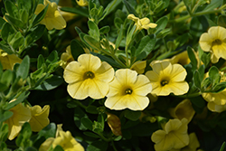Caloha Lemon Calibrachoa (Calibrachoa 'Caloha Lemon') at Lakeshore Garden Centres