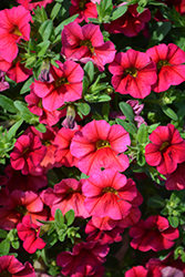 Caloha Cherry Red Calibrachoa (Calibrachoa 'Caloha Cherry Red') at Lakeshore Garden Centres
