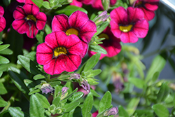 Caloha Carmine Red Calibrachoa (Calibrachoa 'Caloha Carmine Red') at Lakeshore Garden Centres