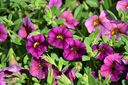 Caloha Aubergine Calibrachoa (Calibrachoa 'Caloha Aubergine') at Lakeshore Garden Centres