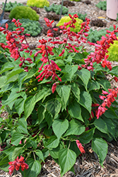 Saucy Red Salvia (Salvia splendens 'Saucy Red') at Lakeshore Garden Centres