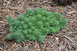 Green Ball Stonecrop (Sedum 'Green Ball') at Lakeshore Garden Centres