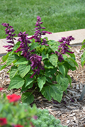 Saucy Purple Salvia (Salvia splendens 'Saucy Purple') at Lakeshore Garden Centres