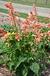 Saucy Coral Salvia (Salvia splendens 'Saucy Coral') at Lakeshore Garden Centres