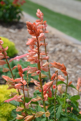Saucy Coral Salvia (Salvia splendens 'Saucy Coral') at Lakeshore Garden Centres