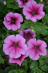 Veranda Rose Vein Petunia (Petunia 'Veranda Rose Vein') at Lakeshore Garden Centres