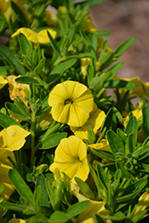 Unique Golden Yellow Calibrachoa (Calibrachoa 'Unique Golden Yellow') at Lakeshore Garden Centres