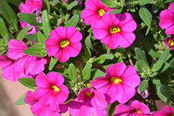 Unique Dark Pink Calibrachoa (Calibrachoa 'Unique Dark Pink') at Lakeshore Garden Centres