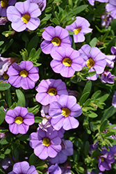 Unique Lavender Calibrachoa (Calibrachoa 'Unique Lavender') at Lakeshore Garden Centres