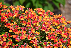 Babycakes Little Orange Nemesia (Nemesia 'Babycake Little Orange') at Lakeshore Garden Centres