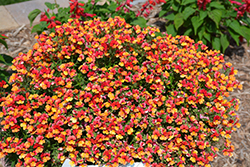 Babycakes Little Orange Nemesia (Nemesia 'Babycake Little Orange') at Lakeshore Garden Centres
