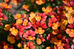 Babycakes Little Orange Nemesia (Nemesia 'Babycake Little Orange') at Lakeshore Garden Centres
