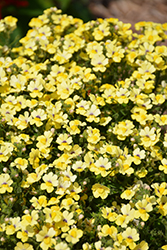 Babycakes Little Banana Nemesia (Nemesia 'Babycake Little Banana') at Lakeshore Garden Centres