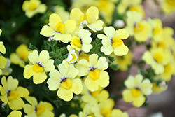 Babycakes Little Banana Nemesia (Nemesia 'Babycake Little Banana') at Lakeshore Garden Centres