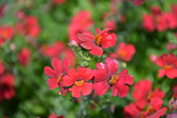 Babycakes Little Cherry Nemesia (Nemesia 'Babycake Little Cherry') at Lakeshore Garden Centres