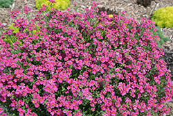 Nessie Plus Purple Nemesia (Nemesia 'Nessie Plus Purple') at Lakeshore Garden Centres