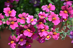 Nessie Plus Purple Nemesia (Nemesia 'Nessie Plus Purple') at Lakeshore Garden Centres