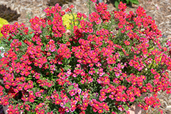 Nessie Plus Red Nemesia (Nemesia 'Nessie Plus Red') at Lakeshore Garden Centres