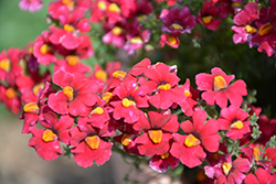Nessie Plus Red Nemesia (Nemesia 'Nessie Plus Red') at Lakeshore Garden Centres