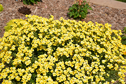 Nessie Plus Yellow Nemesia (Nemesia 'Nessie Plus Yellow') at Lakeshore Garden Centres