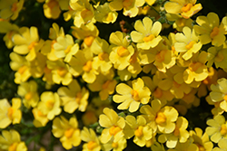 Nessie Plus Yellow Nemesia (Nemesia 'Nessie Plus Yellow') at Lakeshore Garden Centres