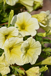 Veranda Yellow Petunia (Petunia 'Veranda Yellow') at Lakeshore Garden Centres
