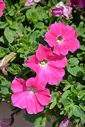 Veranda Hot Pink Petunia (Petunia 'Veranda Hot Pink') at Lakeshore Garden Centres