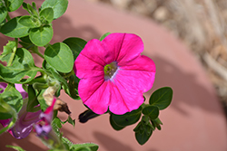 Veranda Magenta Petunia (Petunia 'Veranda Magenta') at Lakeshore Garden Centres