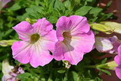 Veranda Orchid Petunia (Petunia 'Veranda Orchid') at Lakeshore Garden Centres