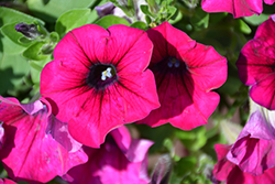 Veranda Purple Petunia (Petunia 'Veranda Purple') at Lakeshore Garden Centres