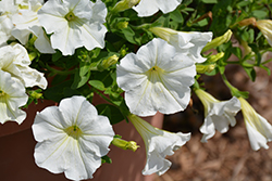 Veranda White Petunia (Petunia 'Veranda White') at Lakeshore Garden Centres