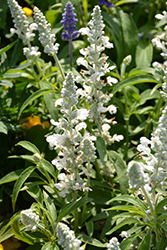 Fahrenheit White Salvia (Salvia farinacea 'Fahrenheit White') at Lakeshore Garden Centres