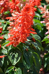 Grandstand Red Salvia (Salvia splendens 'Grandstand Red') at Lakeshore Garden Centres