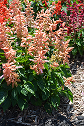 Grandstand Salmon Salvia (Salvia splendens 'Grandstand Salmon') at Lakeshore Garden Centres