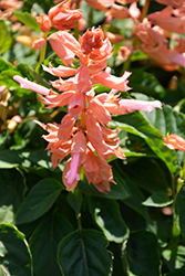 Grandstand Salmon Salvia (Salvia splendens 'Grandstand Salmon') at Lakeshore Garden Centres