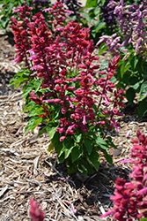 Grandstand Red Lipstick Pink Salvia (Salvia splendens 'Grandstand Red Lipstick Pink') at Lakeshore Garden Centres