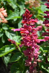 Grandstand Red Lipstick Pink Salvia (Salvia splendens 'Grandstand Red Lipstick Pink') at Lakeshore Garden Centres