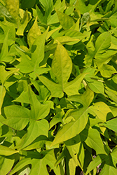 Sweet Georgia Light Green Sweet Potato Vine (Ipomoea batatas 'Sweet Georgia Light Green') at Lakeshore Garden Centres