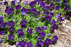 Blanket Midnight Velvet Petunia (Petunia 'Blanket Midnight Velvet') at Lakeshore Garden Centres