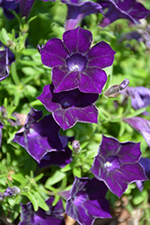 Blanket Midnight Velvet Petunia (Petunia 'Blanket Midnight Velvet') at Lakeshore Garden Centres