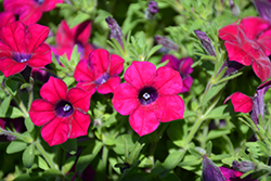 Blanket Zinfandel Petunia (Petunia 'Blanket Zinfandel') at Lakeshore Garden Centres