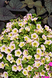 Blanket Lemon Glow Petunia (Petunia 'Blanket Lemon Glow') at Lakeshore Garden Centres